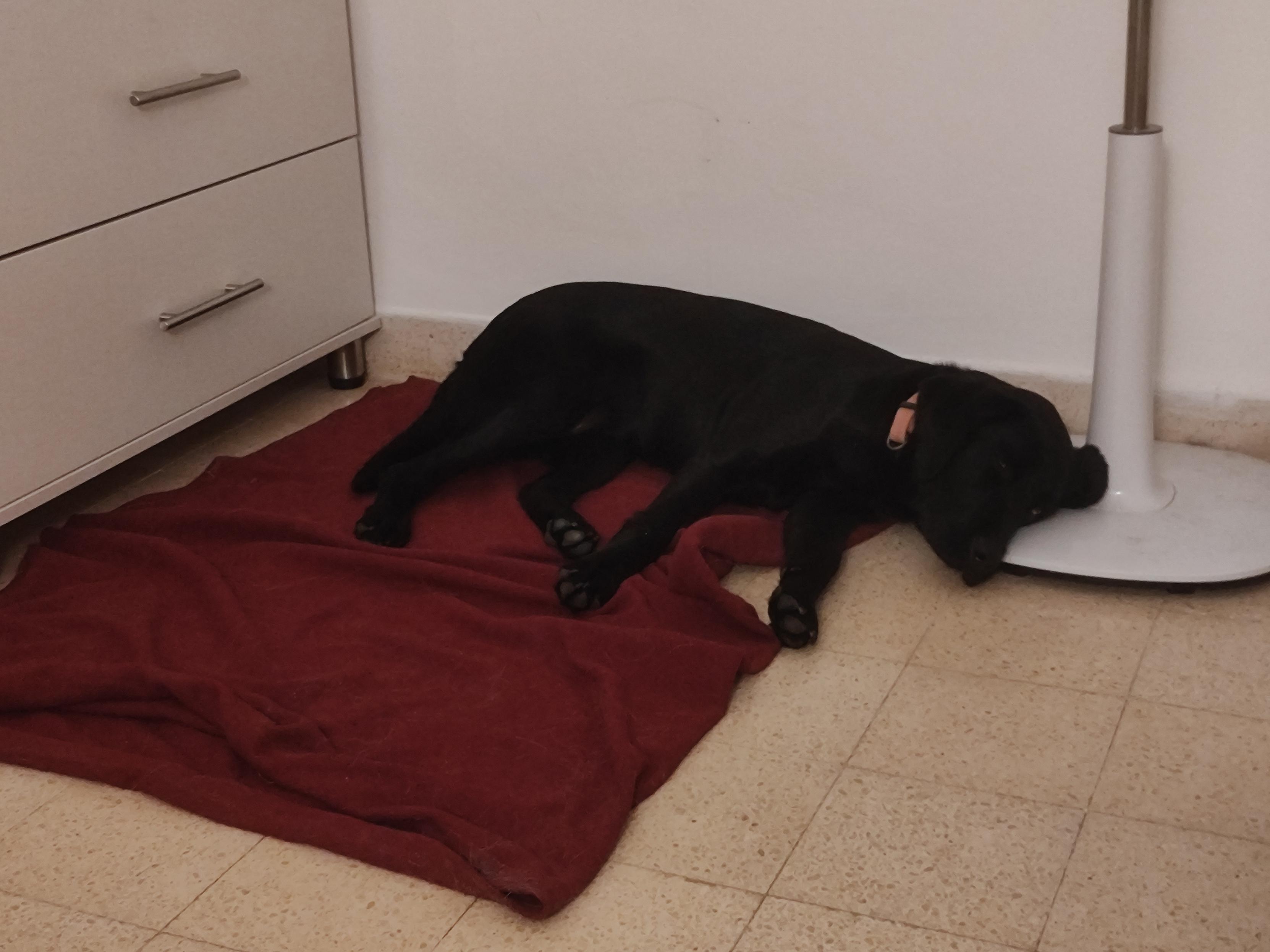 A black Labrador dog sleeping on a red blanket with its head on the bottom of a standing fan